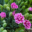 빛(꽃)의정원 이미지