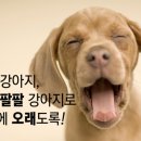 콩이 이미지