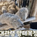 대관령양빵양빵양빵 이미지
