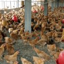 광동양계장 이미지