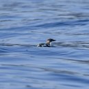 알락쇠오리(Marbled Murrelet) 이미지