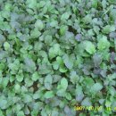 다락골농장 이미지