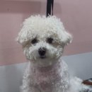 장미미장원 이미지