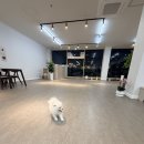 강아지분양 고양이분양 헬로브리더 | 🐶 원주 강아지 분양 찾는다면, 전문 브리더 직영 펫어게인 방문후기