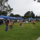 노거수 은행나무 축제의 속삭임 이미지