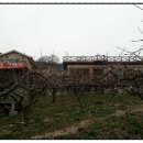 감나무집 농원펜션 이미지