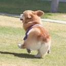 댕댕이# 이미지