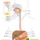 당뇨환자와 인슈린 그리고 금식 효과 이미지