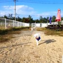 설악애견 이미지