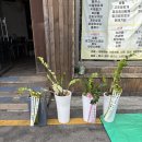 경기도 수원시 팔달구 세지로 294번길 | 수원 출장분갈이 후기 | 거의 죽어가던 금전수 4개, 이렇게 살렸어요