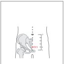 중극 (中極)-CV3 이미지