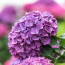 안성리-2 이미지