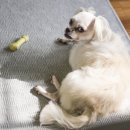 강아지와 나 이미지
