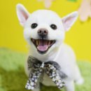 조이펫살롱 이미지