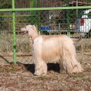 아이엠독 이미지