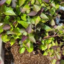 고구마모종 이미지