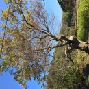 보천고개 ~ 승주고개 ＜한남금북정맥 6구간＞ 이미지