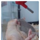 아가랑