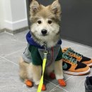 신발신은 강아지 이미지