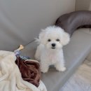 찐남성컷트 이미지