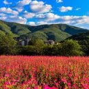 가을에 가볼만한곳영월 동강 붉은메밀 축제 메밀꽃 이미지