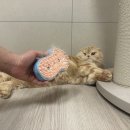 멍멍아 또 와 | 고양이브러쉬 추천 멍멍집사 스팀 펫브러쉬로 정전기 없이 완벽 털관리