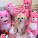 #DOG | 한마리에 두명미용사 스트레스최소화 1등 자매가 운영하는 프리미엄 대구수성구 애견미용실 멍멍블리 후기