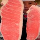 노승문참치 이미지