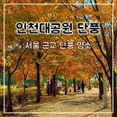 세븐일레븐 소요산점 | 서울 근교 인천대공원 단풍 명소 자전거대여 주차 지도 은행나무 나들이