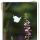 법성포초등학교 이미지