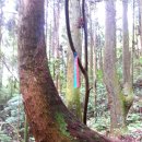 제4차 일본힐링투어 - 수령 3000년의 다케오 녹나무 이미지