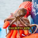 생생농수산 - 18072 | 싱싱한 국내산 활 쭈꾸미 서해안 알배기 생생 후기