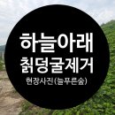 늘푸른환경 주식회사 | 하늘아래 덩굴제거 현장 작업 전중후 사진(주식회사 늘푸른숲)