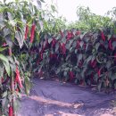 수복농장 이미지