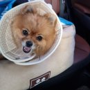 정창수외과동물병원 이미지