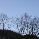 산목 이미지