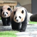 판다 이미지