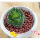 중앙꽃다육 이미지