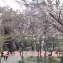 桜の小径(벚꽃 피는 오솔길) 이미지