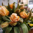 피아노숲 이미지