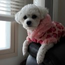 이쁜 댕댕이 이미지