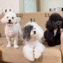 세븐일레븐 안산대부대선로점 | 대부도애견동반식당 칼국수맛집 대부면집 후기