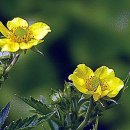 꽃피는집 이미지