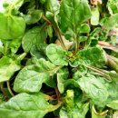 다래농원 이미지