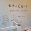 공언니펫살롱 이미지