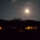 조은옻닭 이미지