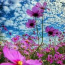 비산3동-1 이미지