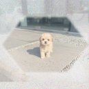 태백병원 | 태백 애견분양! 토이푸들 홀린 듯 태백까지 간 솔직 후기