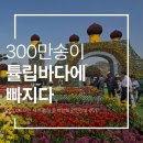 목마송이 | 300만 송이 튤립바다에 빠지다. 2026 태안 세계 튤립 꽃 박람회 완전정복후기