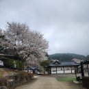 새연 | 새연카라반글램핑 설악2호점 후기 | 벚꽃+바베큐+카라반 완벽 1박